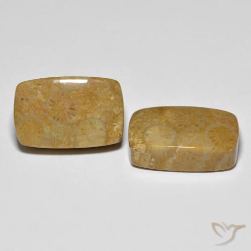 24.91 ct natürliche Mehrfarbig Korallen-Fossil-Edelsteine, Kissen, Lichtundurchlässig