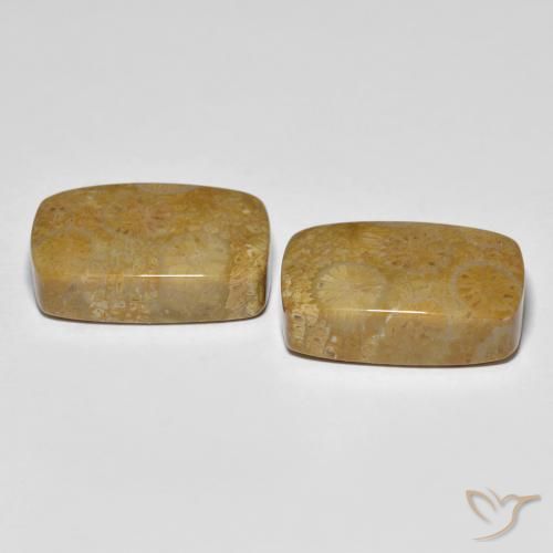 24.91 ct natürliche Mehrfarbig Korallen-Fossil-Edelsteine, Kissen, Lichtundurchlässig