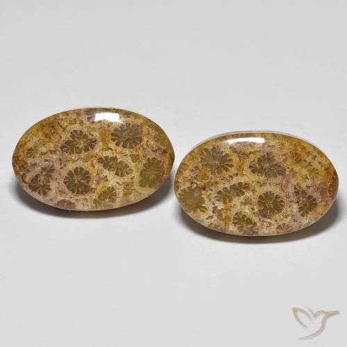20.85ctw Natürlicher Mehrfarbig Korallen-Fossil, Oval, Lichtundurchlässig