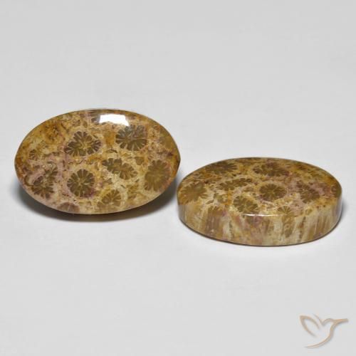 20.85 ct natürliche Mehrfarbig Korallen-Fossil-Edelsteine, Oval, Lichtundurchlässig