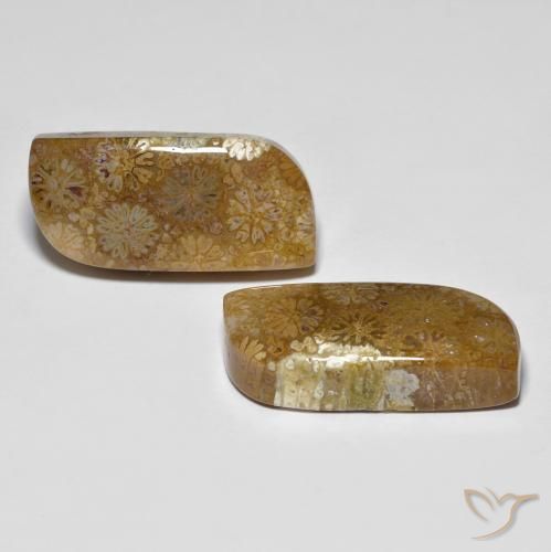 28.81 ct natürliche Mehrfarbig Korallen-Fossil-Edelsteine, Fantasie, Lichtundurchlässig