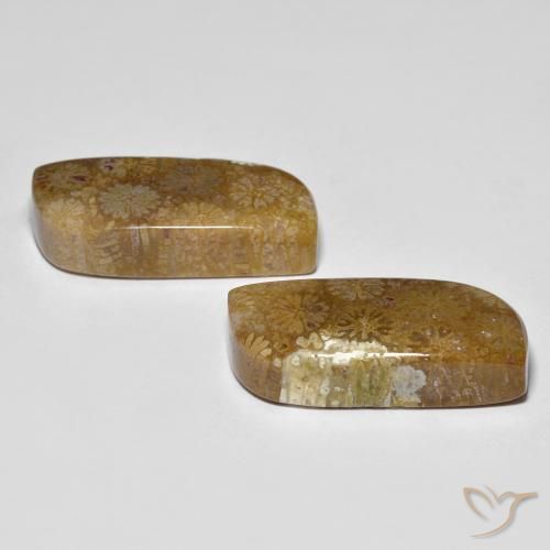 28.81 ct natürliche Mehrfarbig Korallen-Fossil-Edelsteine, Fantasie, Lichtundurchlässig