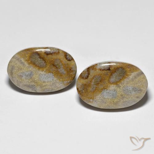 27.60ctw Natürlicher Mehrfarbig Korallen-Fossil, Oval, Lichtundurchlässig