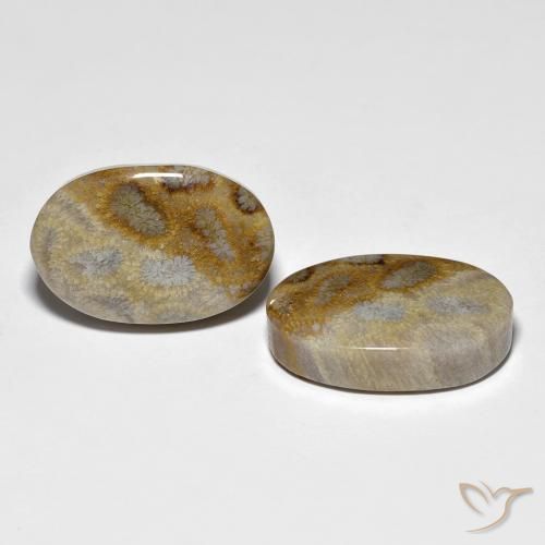 27.60 ct natürliche Mehrfarbig Korallen-Fossil-Edelsteine, Oval, Lichtundurchlässig