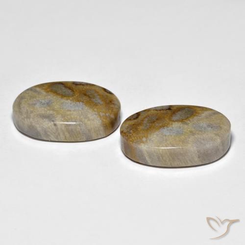 27.60 ct natürliche Mehrfarbig Korallen-Fossil-Edelsteine, Oval, Lichtundurchlässig