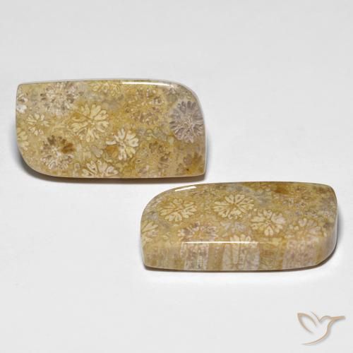 29.71 ct natürliche Mehrfarbig Korallen-Fossil-Edelsteine, Fantasie, Lichtundurchlässig
