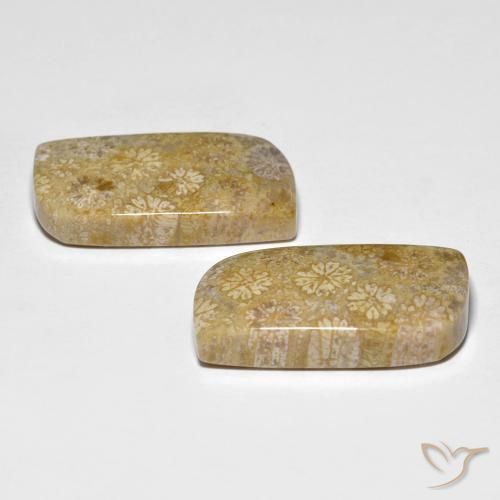 29.71 ct natürliche Mehrfarbig Korallen-Fossil-Edelsteine, Fantasie, Lichtundurchlässig