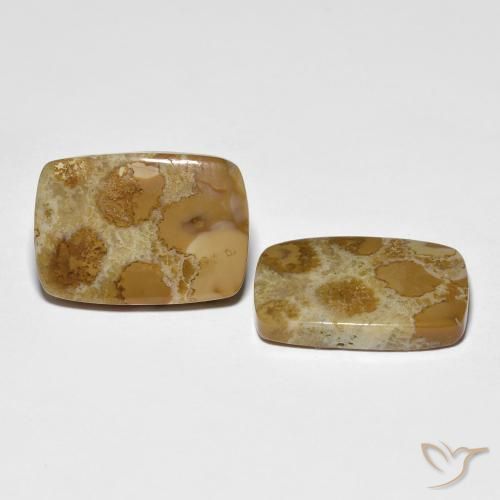 16.39 ct natürliche Mehrfarbig Korallen-Fossil-Edelsteine, Kissen, Lichtundurchlässig