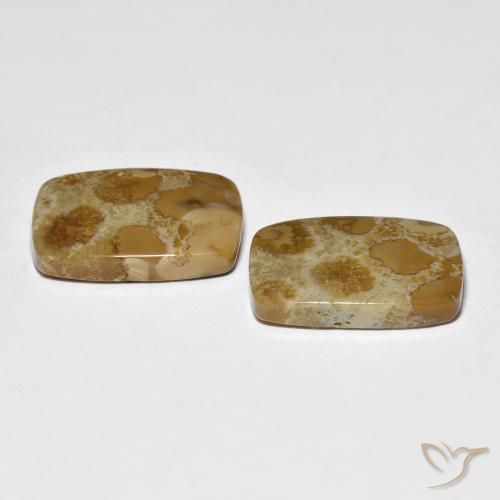 16.39 ct natürliche Mehrfarbig Korallen-Fossil-Edelsteine, Kissen, Lichtundurchlässig