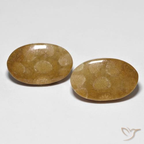 21.21ctw Natürlicher Mehrfarbig Korallen-Fossil, Oval, Lichtundurchlässig