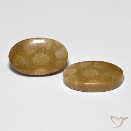 21.21 ct natürliche Mehrfarbig Korallen-Fossil-Edelsteine, Oval, Lichtundurchlässig