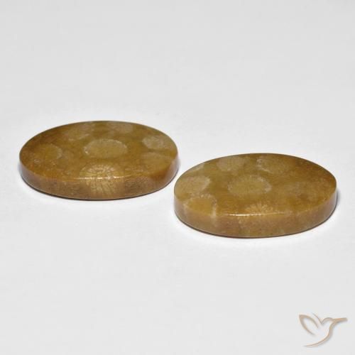 21.21 ct natürliche Mehrfarbig Korallen-Fossil-Edelsteine, Oval, Lichtundurchlässig