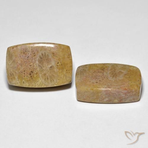 30.78 ct natürliche Mehrfarbig Korallen-Fossil-Edelsteine, Kissen, Lichtundurchlässig