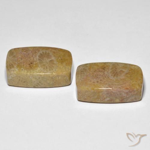 30.78 ct natürliche Mehrfarbig Korallen-Fossil-Edelsteine, Kissen, Lichtundurchlässig