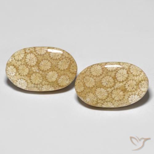 26.24ctw Natürlicher Mehrfarbig Korallen-Fossil, Oval, Lichtundurchlässig