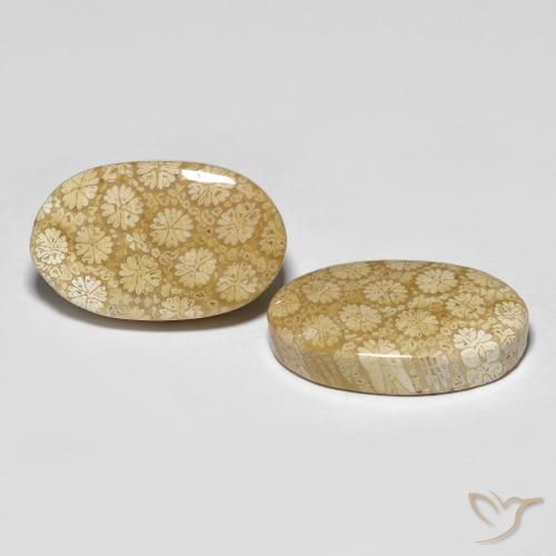 26.24 ct natürliche Mehrfarbig Korallen-Fossil-Edelsteine, Oval, Lichtundurchlässig