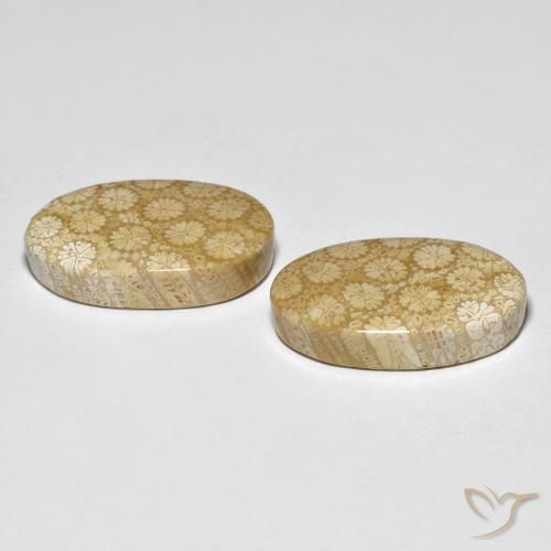 26.24 ct natürliche Mehrfarbig Korallen-Fossil-Edelsteine, Oval, Lichtundurchlässig