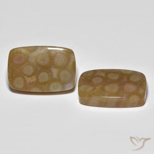 36.22 ct natürliche Mehrfarbig Korallen-Fossil-Edelsteine, Kissen, Lichtdurchlässig