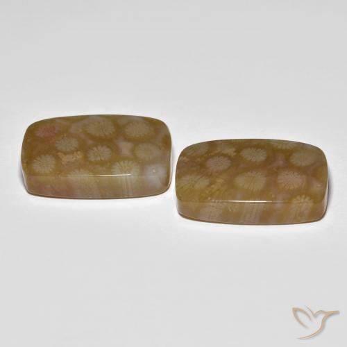 36.22 ct natürliche Mehrfarbig Korallen-Fossil-Edelsteine, Kissen, Lichtdurchlässig