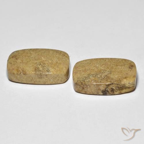 23.12 ct natürliche Mehrfarbig Korallen-Fossil-Edelsteine, Kissen, Lichtundurchlässig