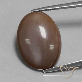18.80ct Natürlicher Schokoladenbraun Mondstein, Oval, Lichtdurchlässig