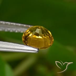 9,17 ctw natürlicher Dunkelgolden Saphir, Runden, VVS-VS