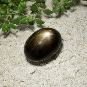 9,17 ctw natürlicher Schwarz Sternsaphir, Oval Schliff, Lichtundurchlässig