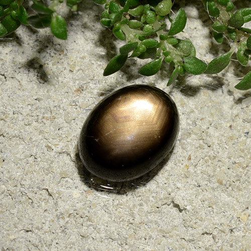 9,17 ctw natürlicher Schwarz Sternsaphir, Oval Schliff, Lichtundurchlässig