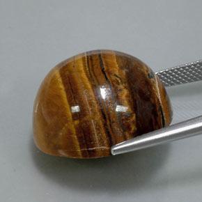 36,50 ctw natürlicher brauner Tiger's Eye, Rundschliff, Lichtundurchlässig